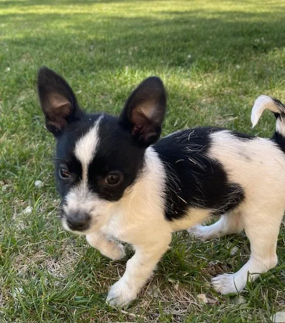 A baby small-sized male White / Cream Terrier dog named Tornado for adoption in Salt Lake City, UT