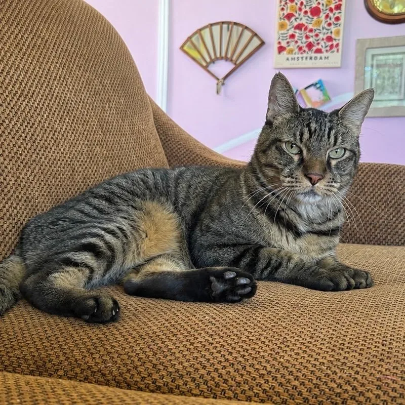 An adult medium-sized male Tabby (Brown / Chocolate) Tabby cat named Finley  Declawed for adoption in Mobile, AL
