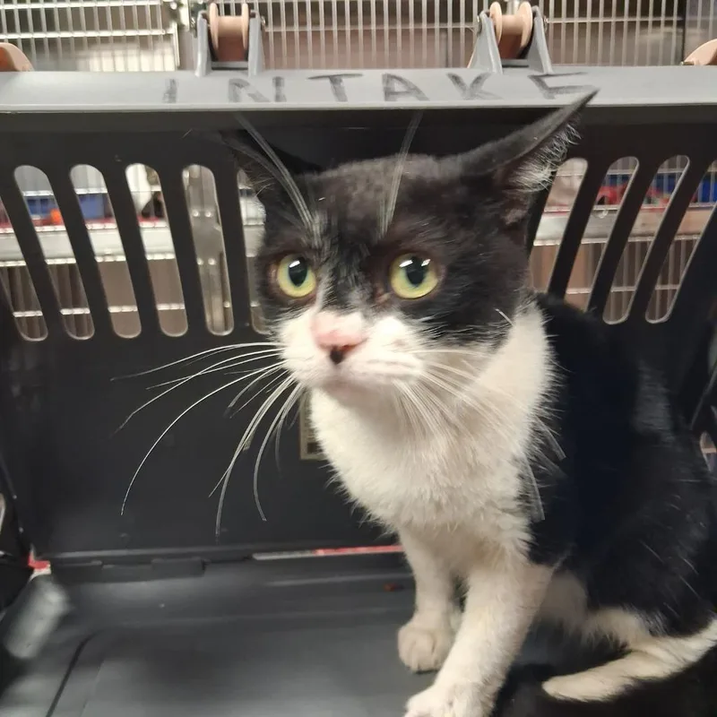 A young medium-sized male Domestic Short Hair cat named Barley for adoption in Gautier, MS