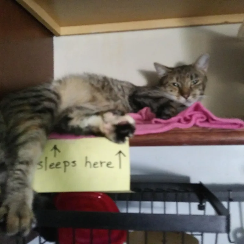 An adult medium-sized male Tabby (Buff / Tan / Fawn) Domestic Short Hair cat named Macavity for adoption in Port Wentworth, GA