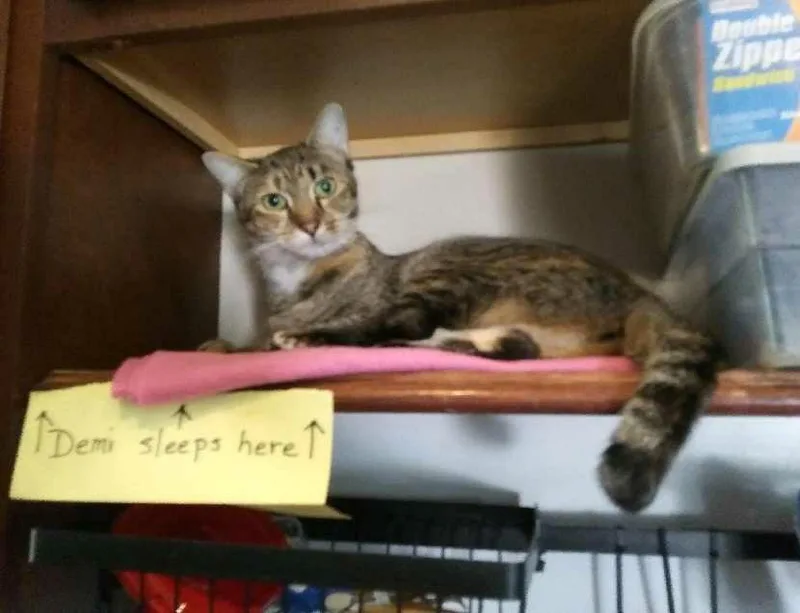 Macavity thumbnail 2