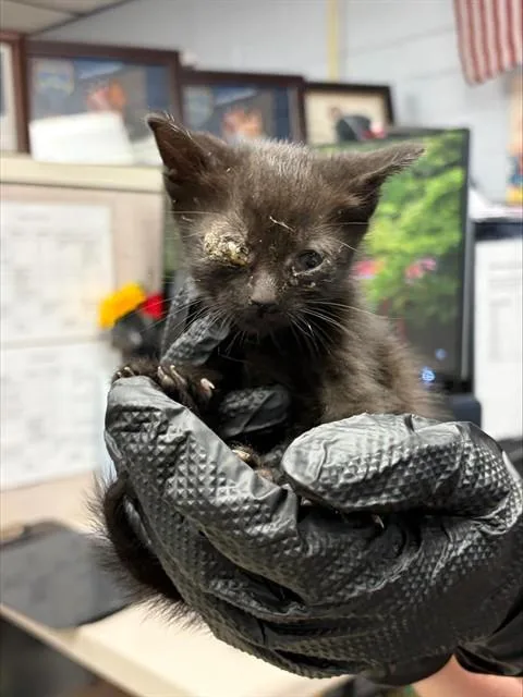 A baby small-sized female Domestic Short Hair cat named Zig Zag for adoption in Stockton, CA