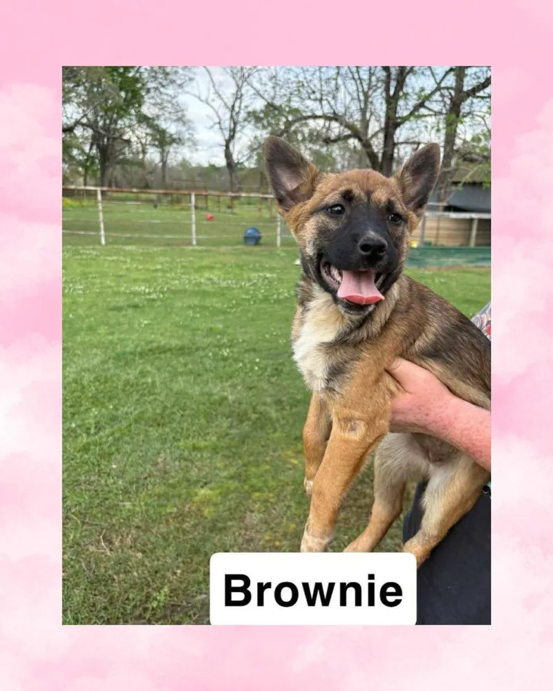 A baby medium-sized female Australian Cattle Dog / Blue Heeler dog named Brownie for adoption in Rock Hill, NY