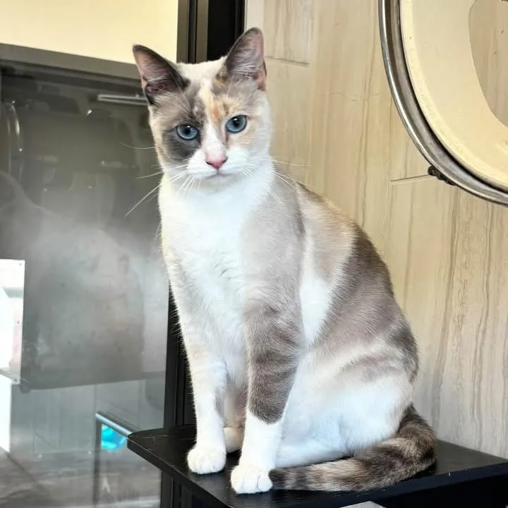 An adult large-sized female Calico Siamese cat named Keke for adoption in Franklin, TN