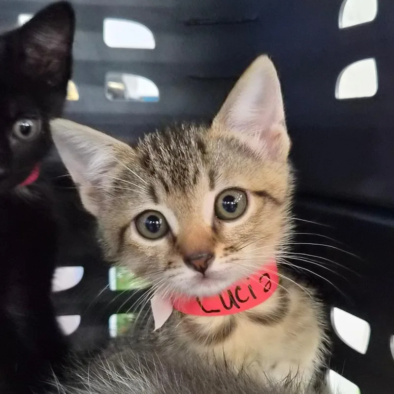 A baby small-sized female Brown / Chocolate Domestic Short Hair cat named Lucia for adoption in Montgomery, AL