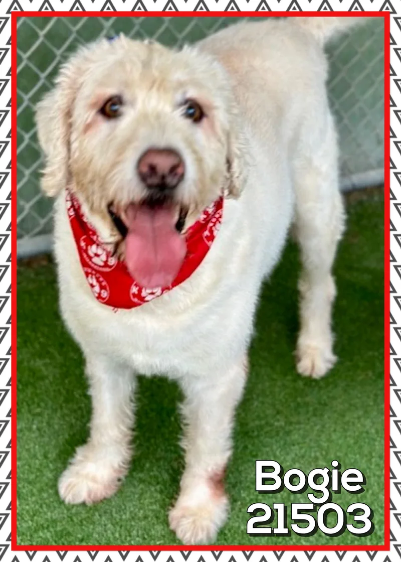 Bogie