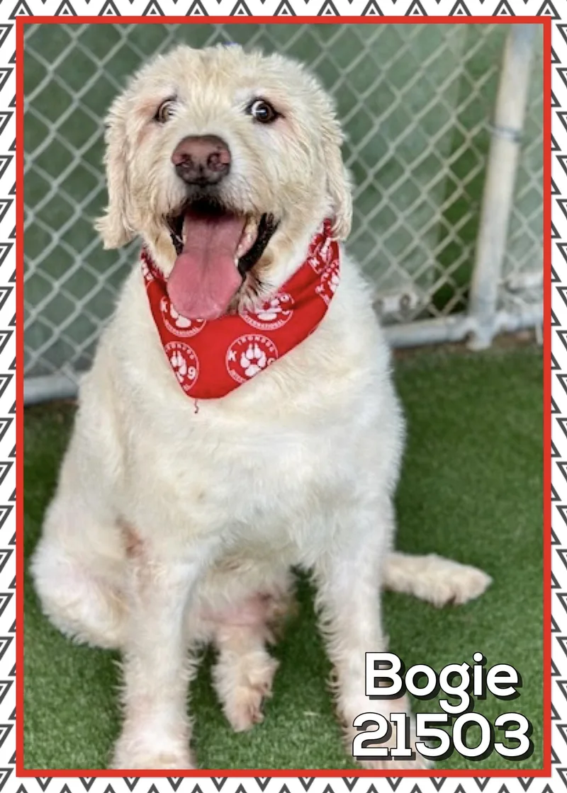 Bogie thumbnail 2