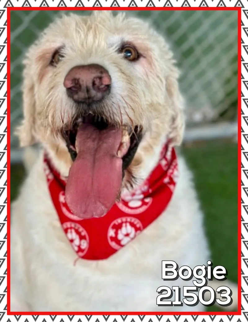 Bogie thumbnail 3