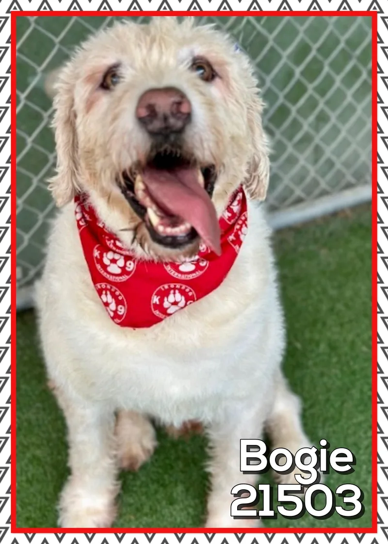 Bogie thumbnail 4