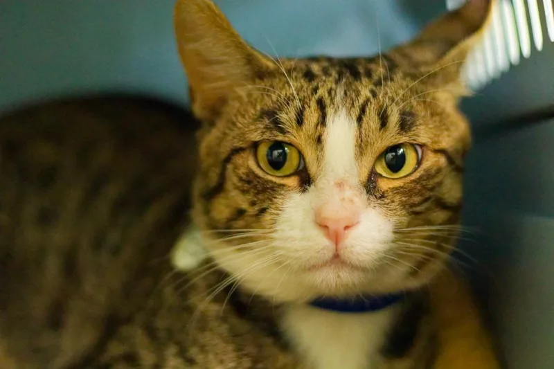 A young medium-sized male Domestic Short Hair cat named Woodford for adoption in Hot Springs, AR
