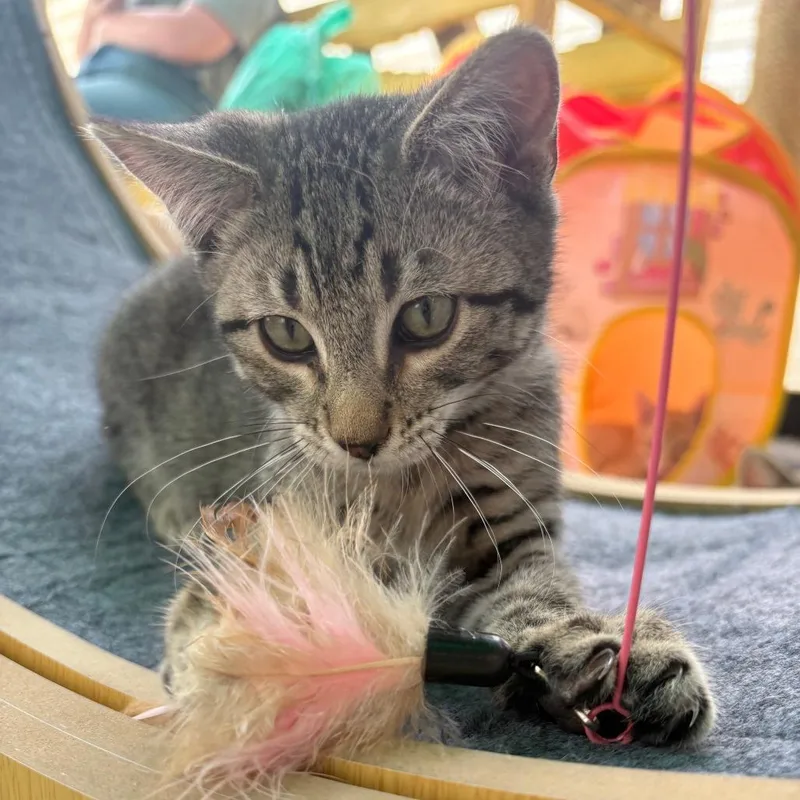 An adult small-sized male Gray / Blue / Silver Domestic Short Hair cat named Nitro for adoption in Taos, NM