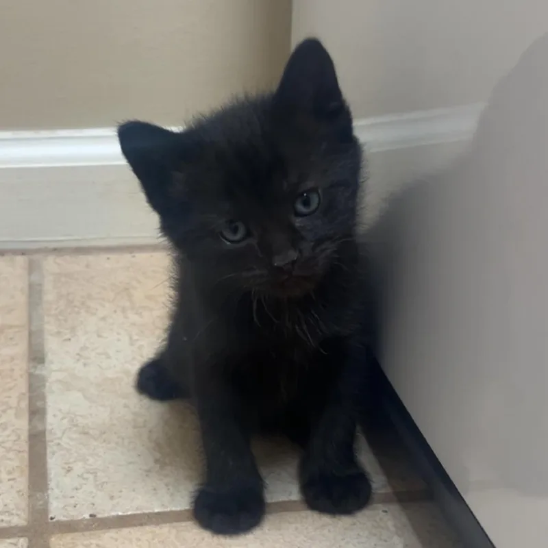 A baby small-sized male Black Domestic Short Hair cat named Peter for adoption in Auburn, AL