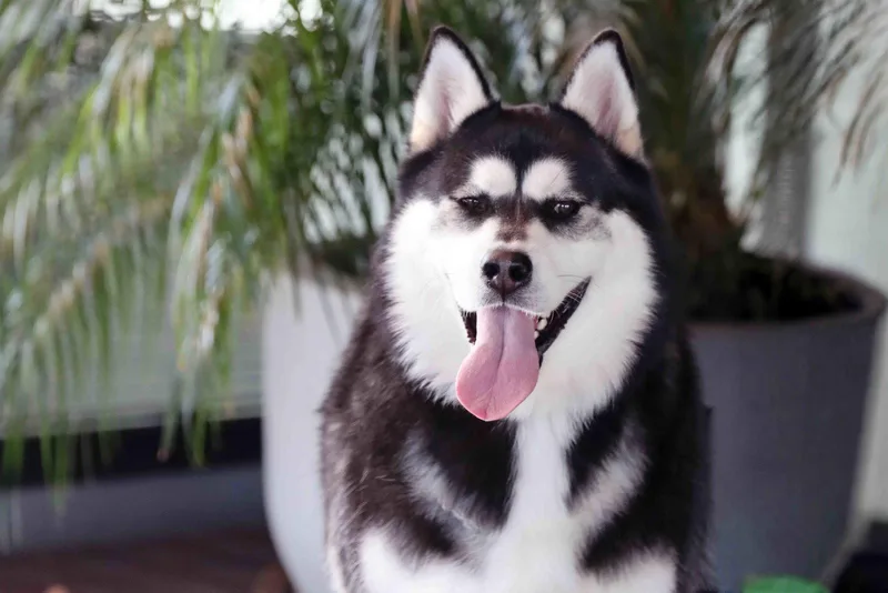An adult extra large-sized male Alaskan Malamute dog named Max for adoption in Walnut Creek, CA