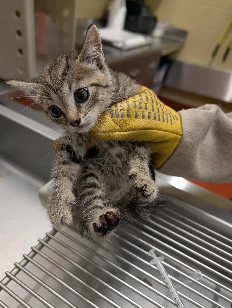 A baby small-sized female Domestic Short Hair cat named Buttercup for adoption in Douglasville, GA
