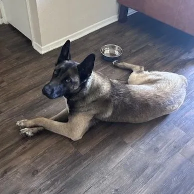 A young large-sized male Bicolor Belgian Shepherd / Malinois dog named Deuce for adoption in Agua Dulce, CA