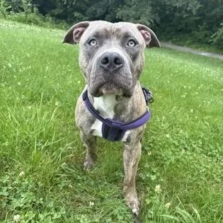 An adult large-sized male Brindle Pit Bull Terrier dog named Benton Crosslisted for adoption in Kansas City, MO