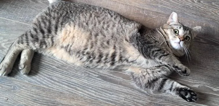 A baby medium-sized male Domestic Short Hair cat named Beaver for adoption in Shoreline, WA