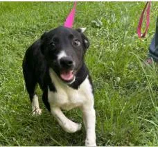A baby medium-sized male Mixed Breed dog named Mini for adoption in West Chester, PA
