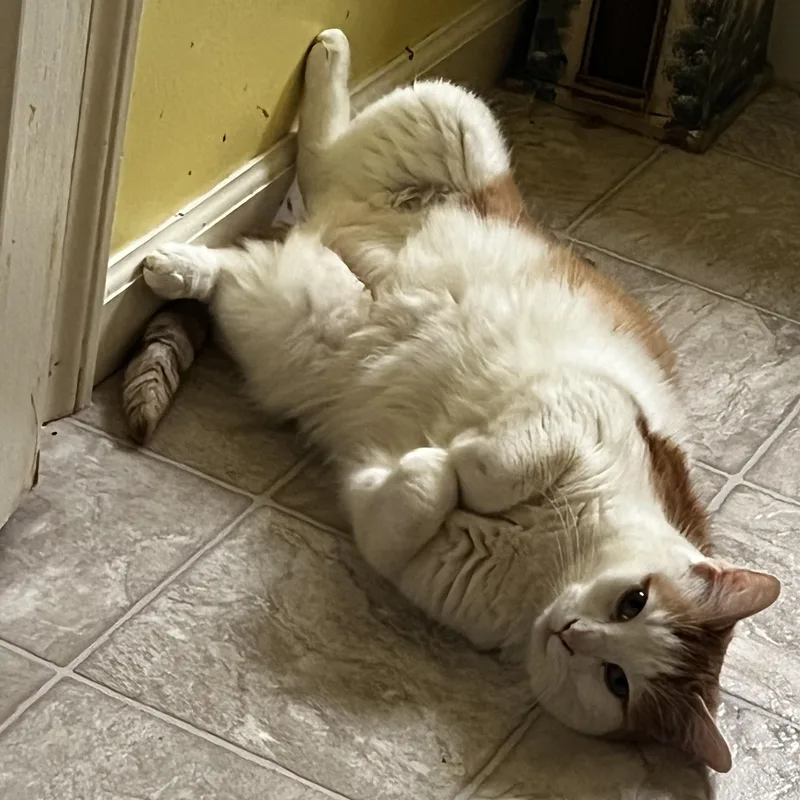 An adult medium-sized male Orange & White Domestic Short Hair cat named Chase for adoption in Kirklin, IN