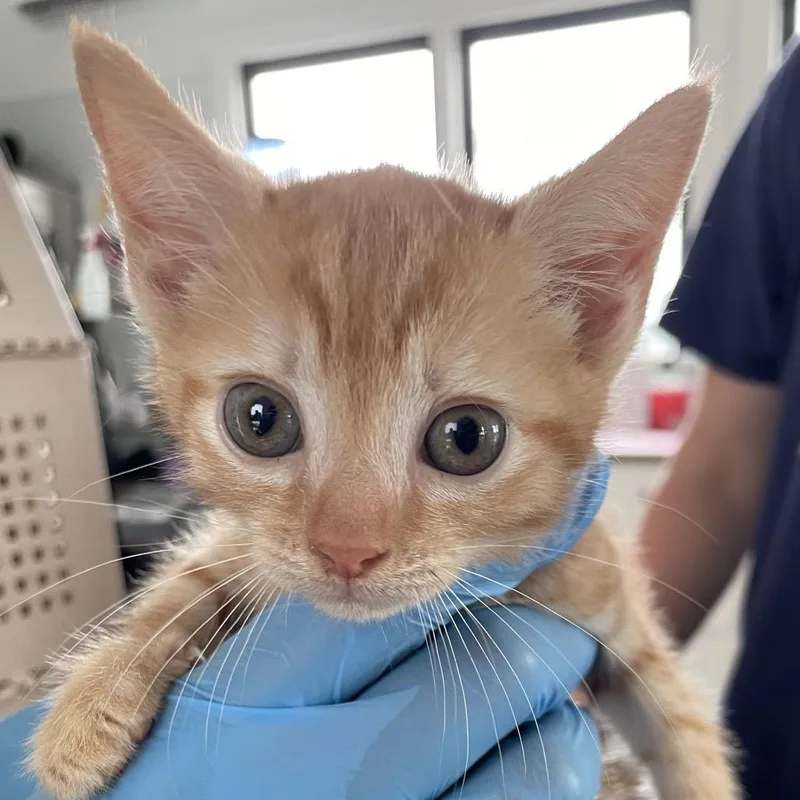 A baby small-sized male Orange / Red Domestic Short Hair cat named Zenitsu for adoption in Chapel Hill, NC