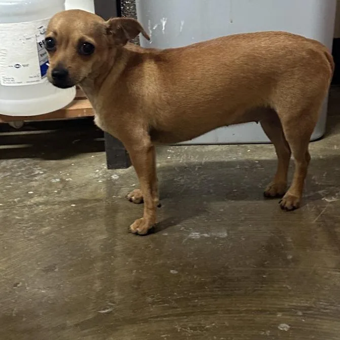 A young small-sized female Red / Chestnut / Orange Chihuahua dog named Twirl for adoption in Corinth, MS