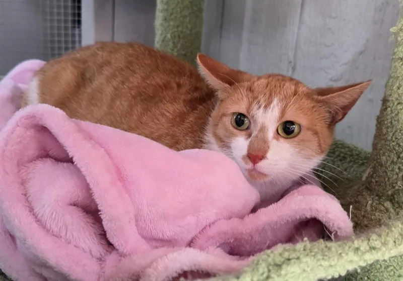A young small-sized female Domestic Short Hair cat named Ellie Mae for adoption in Murphysboro, IL