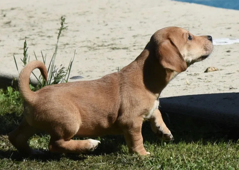 A baby small-sized male Dachshund dog named Flynn for adoption in Mechanicsburg, PA