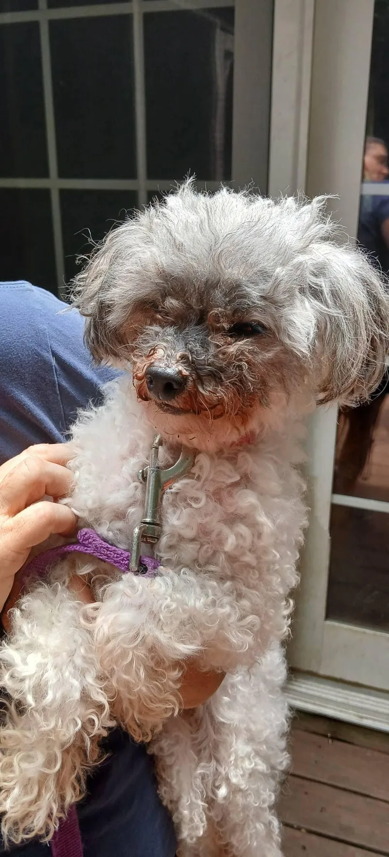 A senior small-sized female White / Cream Poodle (Toy) dog named Sasha for adoption in Baldwin, MD
