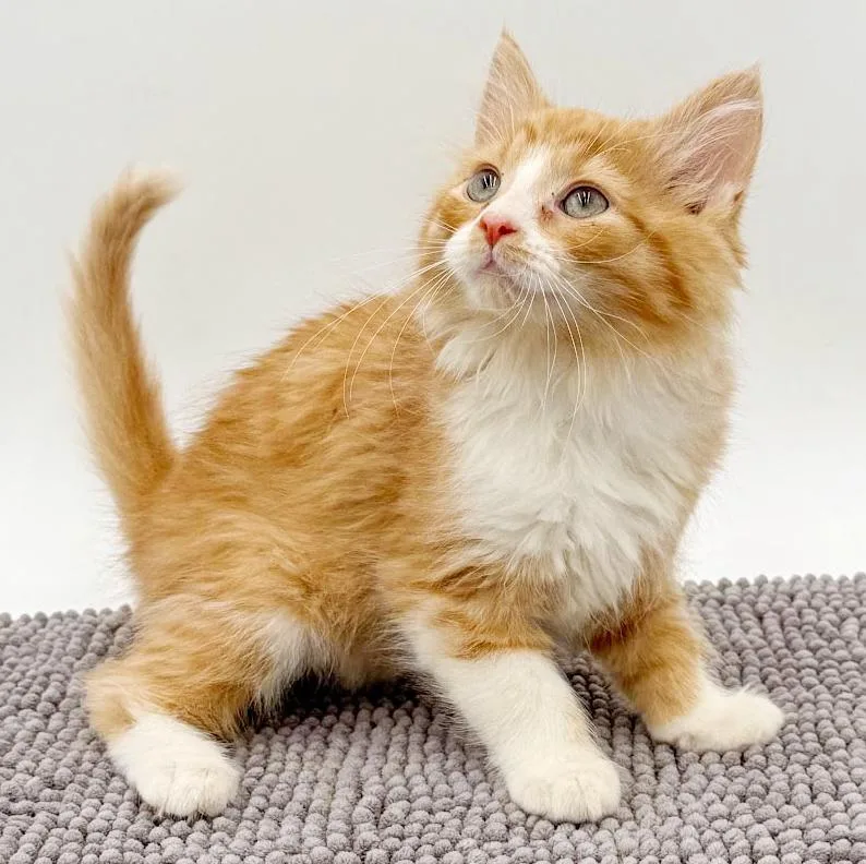 Tucker Is Our Teeny