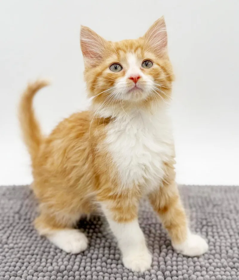 Tucker Is Our Teeny thumbnail 2