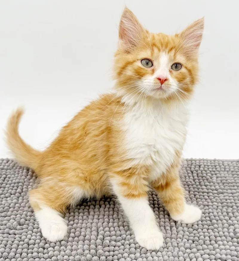 Tucker Is Our Teeny thumbnail 3
