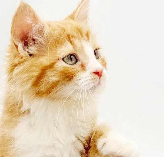 Tucker Is Our Teeny thumbnail 4