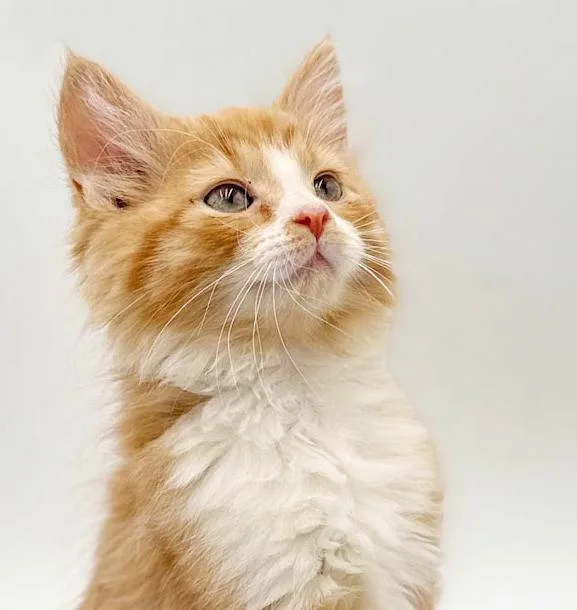 Tucker Is Our Teeny thumbnail 5