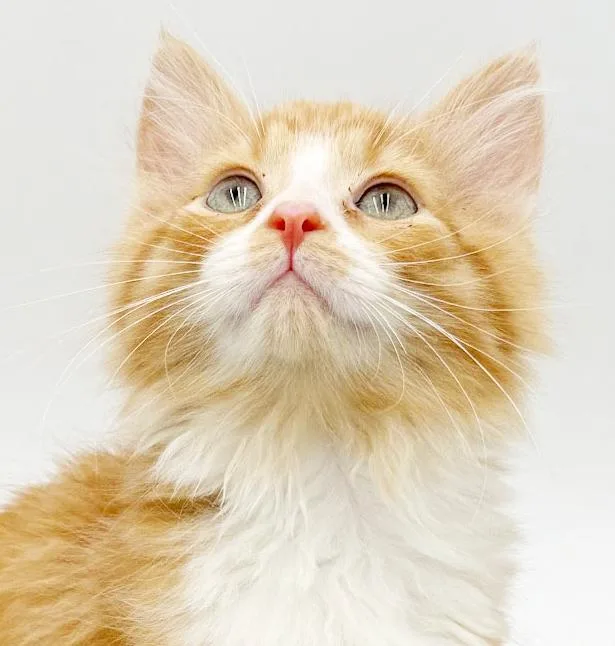 Tucker Is Our Teeny thumbnail 6