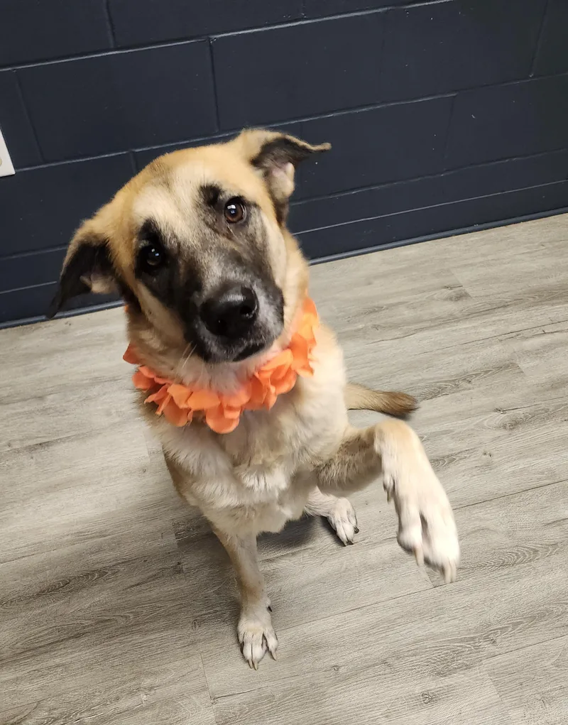 An adult large-sized female Black Anatolian Shepherd dog named Janis Joplin for adoption in Mansfield, OH