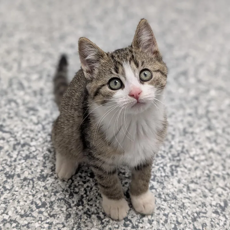 A baby small-sized female Brown / Chocolate Domestic Short Hair cat named Nobu for adoption in Brookfield, WI