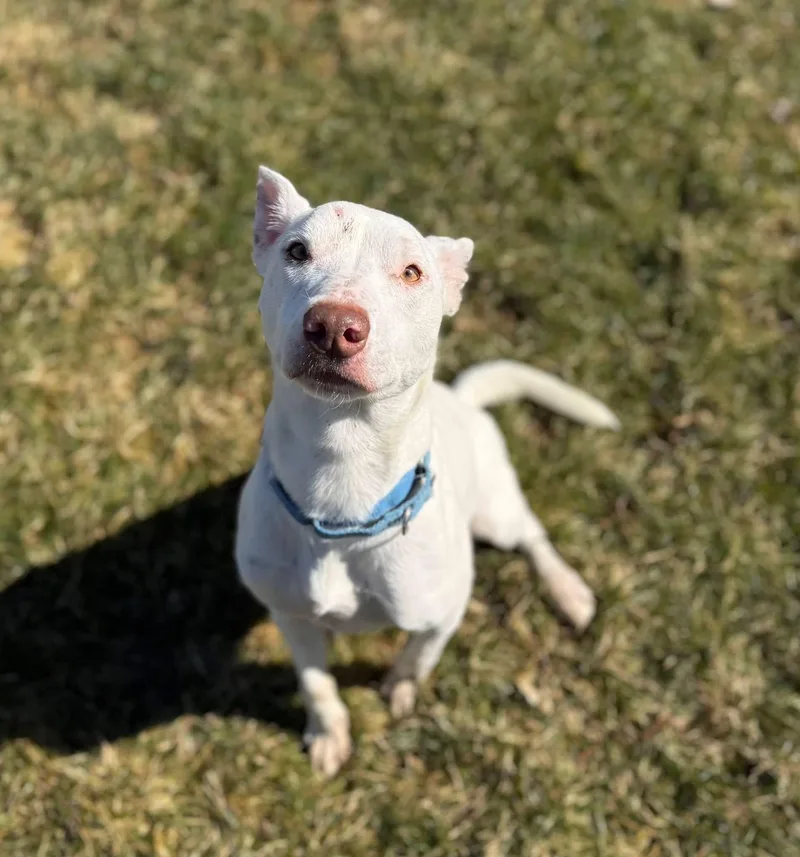 An adult medium-sized female White / Cream Terrier dog named Phoebe for adoption in Mansfield, OH