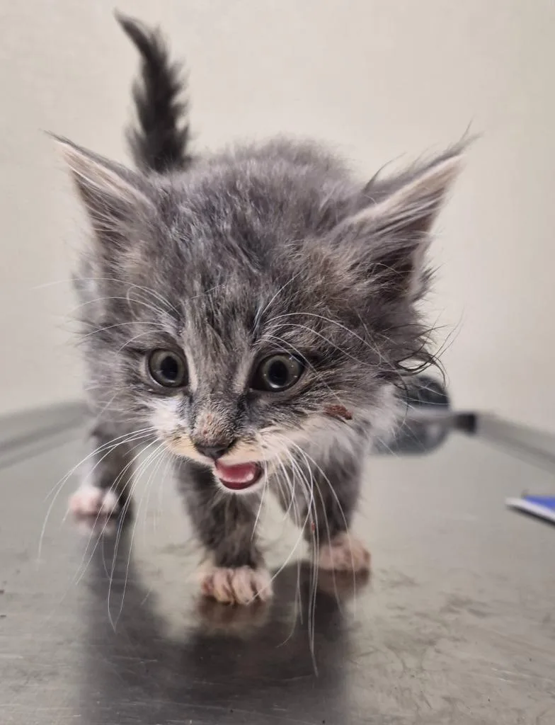 A baby medium-sized male Domestic Long Hair cat named Citrine for adoption in Christiansburg, VA