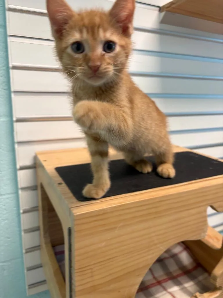 A baby small-sized male Domestic Short Hair cat named Chance for adoption in Cape Coral, FL