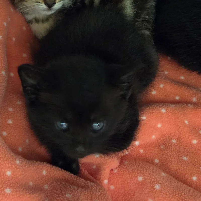 A baby small-sized male Black Domestic Short Hair cat named Egg for adoption in Chattanooga, TN