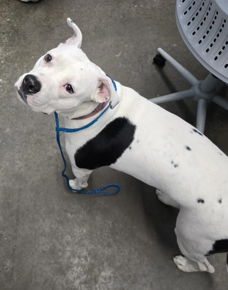 An adult large-sized female Tricolor (Brown, Black, & White) Pit Bull Terrier dog named Katrina for adoption in Evansville, IN