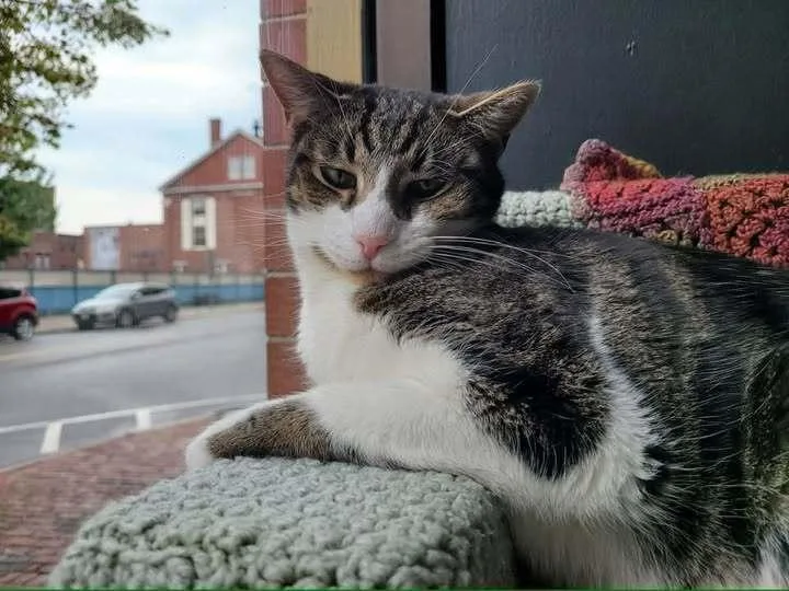An adult medium-sized female Gray & White Domestic Short Hair cat named Janis for adoption in Hudson, NH