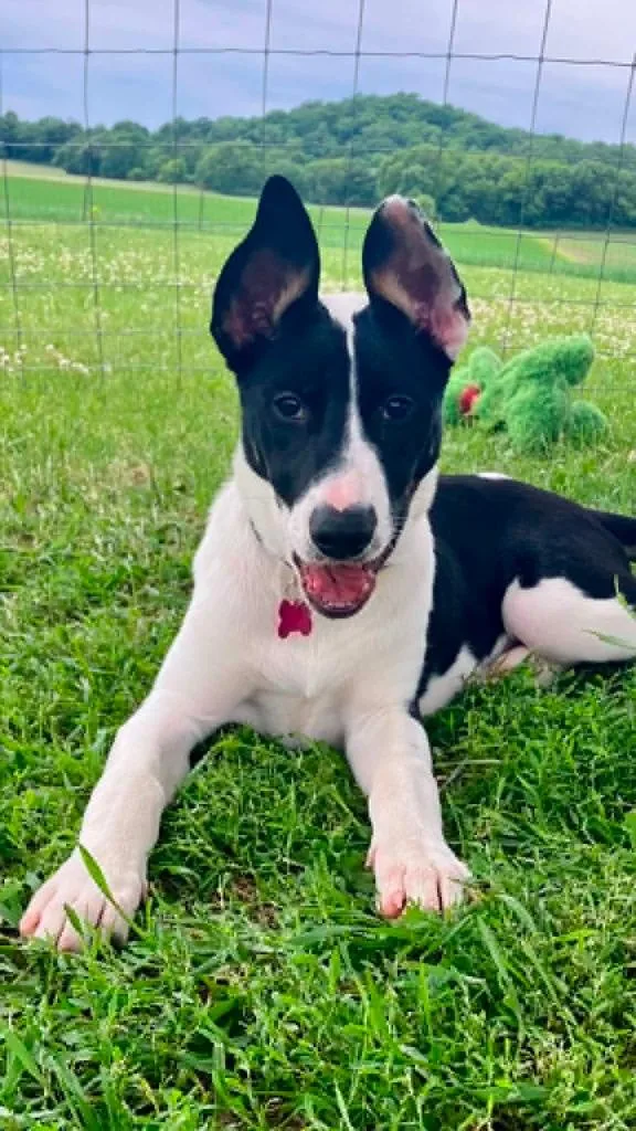 A baby medium-sized female Mixed Breed dog named Shania for adoption in sun prairie, WI