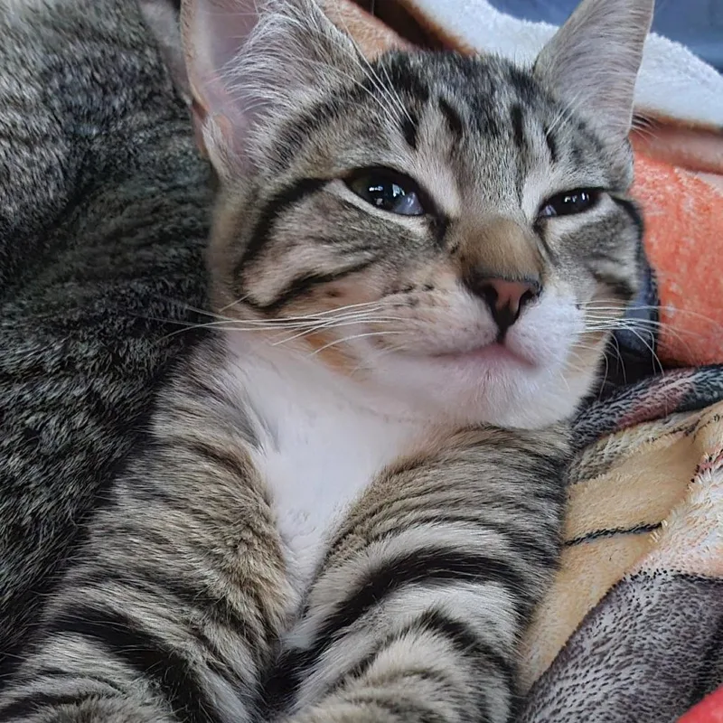 A baby small-sized female Gray / Blue / Silver Domestic Short Hair cat named Canterberry for adoption in San Antonio, TX