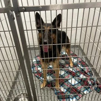 An adult medium-sized female Black Mixed Breed dog named Widget for adoption in Jeffersonville, IN