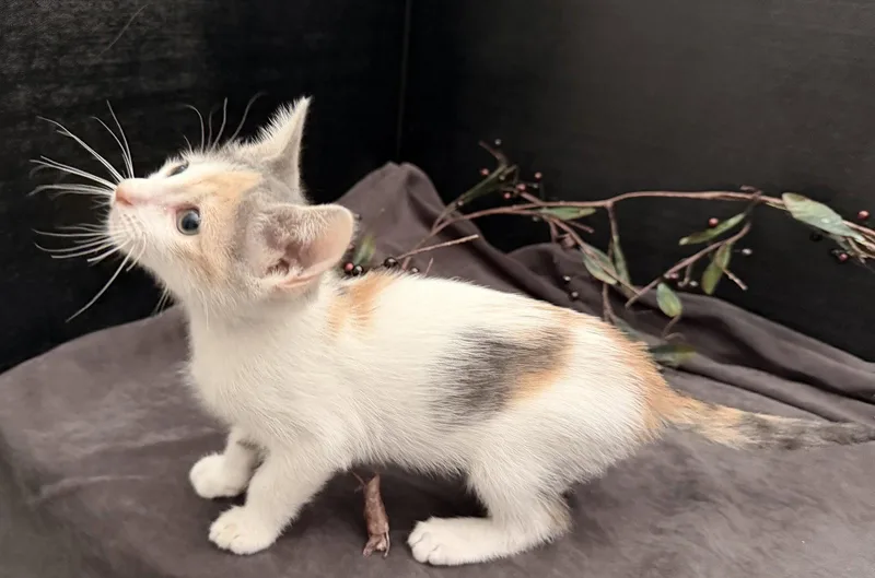 A baby small-sized female Domestic Short Hair cat named Beanette for adoption in Fayetteville, GA