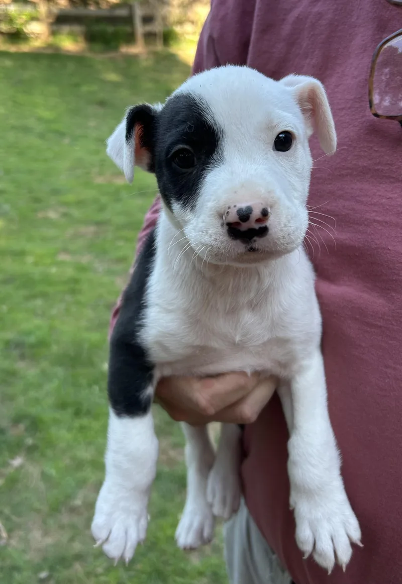 A baby small-sized female Pit Bull Terrier dog named Saylor for adoption in Winder, GA