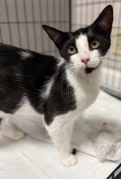 A baby small-sized female Domestic Short Hair cat named Armani for adoption in Lawrenceville, GA