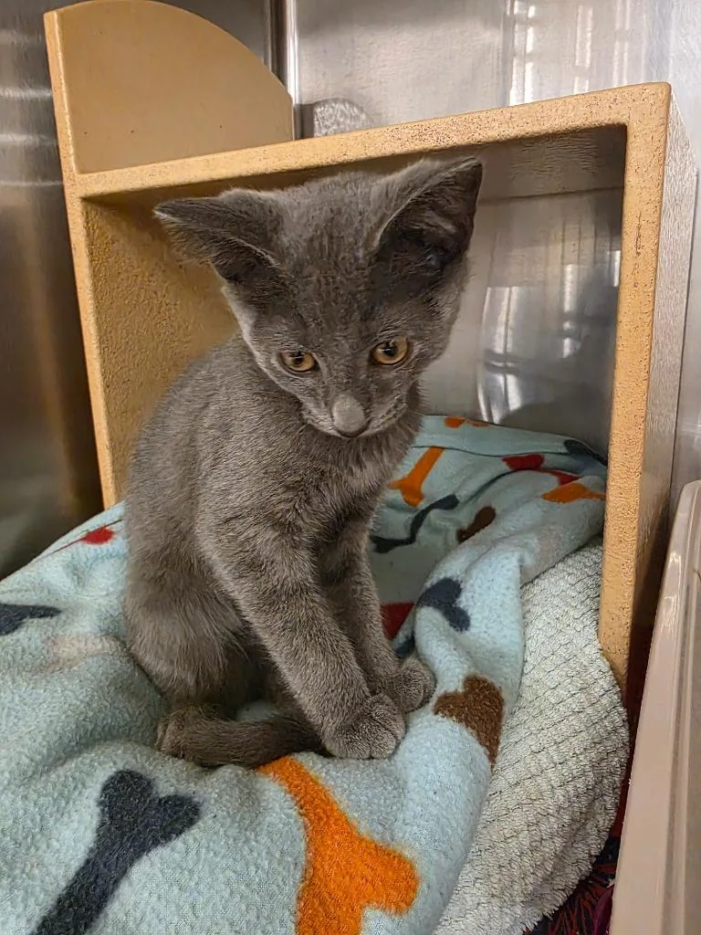 A baby medium-sized male Domestic Short Hair cat named Pebble for adoption in South Bend, IN