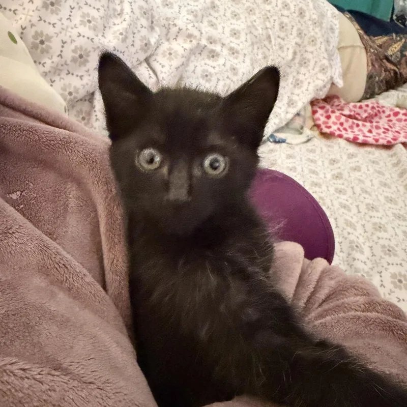 A baby small-sized male Black Domestic Short Hair cat named Tupac for adoption in Tacoma, WA